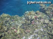 [P23] Pacat ca nu am avut aparat foto subacvatic! De deasupra nu se vede mare lucru... se poate banui doar! » foto by Irina1974
 - 
<span class="allrVoted glyphicon glyphicon-heart hidden" id="av104949"></span>
<a class="m-l-10 hidden" id="sv104949" onclick="voting_Foto_DelVot(,104949,6617)" role="button">șterge vot <span class="glyphicon glyphicon-remove"></span></a>
<a id="v9104949" class=" c-red"  onclick="voting_Foto_SetVot(104949)" role="button"><span class="glyphicon glyphicon-heart-empty"></span> <b>LIKE</b> = Votează poza</a> <img class="hidden"  id="f104949W9" src="/imagini/loader.gif" border="0" /><span class="AjErrMes hidden" id="e104949ErM"></span>