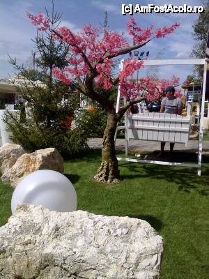 [P02] nu apreciez lucrurile artificiale care impanzesc resortul(copaci,cai, etc), dar nici nu mi-au stricat concediul » foto by alynutza
 - 
<span class="allrVoted glyphicon glyphicon-heart hidden" id="av392525"></span>
<a class="m-l-10 hidden" id="sv392525" onclick="voting_Foto_DelVot(,392525,6673)" role="button">șterge vot <span class="glyphicon glyphicon-remove"></span></a>
<a id="v9392525" class=" c-red"  onclick="voting_Foto_SetVot(392525)" role="button"><span class="glyphicon glyphicon-heart-empty"></span> <b>LIKE</b> = Votează poza</a> <img class="hidden"  id="f392525W9" src="/imagini/loader.gif" border="0" /><span class="AjErrMes hidden" id="e392525ErM"></span>