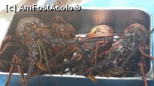 [P53] Alte două săptămâni în Paradis - unora le-o place » foto by nicole33
 - 
<span class="allrVoted glyphicon glyphicon-heart hidden" id="av1044956"></span>
<a class="m-l-10 hidden" id="sv1044956" onclick="voting_Foto_DelVot(,1044956,6729)" role="button">șterge vot <span class="glyphicon glyphicon-remove"></span></a>
<a id="v91044956" class=" c-red"  onclick="voting_Foto_SetVot(1044956)" role="button"><span class="glyphicon glyphicon-heart-empty"></span> <b>LIKE</b> = Votează poza</a> <img class="hidden"  id="f1044956W9" src="/imagini/loader.gif" border="0" /><span class="AjErrMes hidden" id="e1044956ErM"></span>