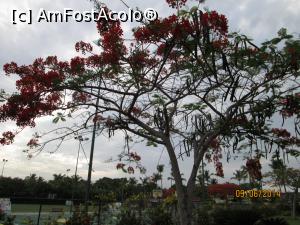 [P90] Alte două săptămâni în Paradis - prin resort » foto by nicole33
 - 
<span class="allrVoted glyphicon glyphicon-heart hidden" id="av1044993"></span>
<a class="m-l-10 hidden" id="sv1044993" onclick="voting_Foto_DelVot(,1044993,6729)" role="button">șterge vot <span class="glyphicon glyphicon-remove"></span></a>
<a id="v91044993" class=" c-red"  onclick="voting_Foto_SetVot(1044993)" role="button"><span class="glyphicon glyphicon-heart-empty"></span> <b>LIKE</b> = Votează poza</a> <img class="hidden"  id="f1044993W9" src="/imagini/loader.gif" border="0" /><span class="AjErrMes hidden" id="e1044993ErM"></span>