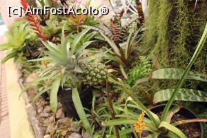 [P29] Rio de Janeiro, Grădina Botanică, Bromeliarium, Ananas » foto by mprofeanu
 - 
<span class="allrVoted glyphicon glyphicon-heart hidden" id="av1154939"></span>
<a class="m-l-10 hidden" id="sv1154939" onclick="voting_Foto_DelVot(,1154939,6730)" role="button">șterge vot <span class="glyphicon glyphicon-remove"></span></a>
<a id="v91154939" class=" c-red"  onclick="voting_Foto_SetVot(1154939)" role="button"><span class="glyphicon glyphicon-heart-empty"></span> <b>LIKE</b> = Votează poza</a> <img class="hidden"  id="f1154939W9" src="/imagini/loader.gif" border="0" /><span class="AjErrMes hidden" id="e1154939ErM"></span>