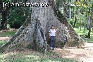 [P41] Rio de Janeiro, Grădina Botanică Imensul Arbore de Sumaúma, Arborele Centenarului, Am Fost Acolo...  » foto by mprofeanu
 - 
<span class="allrVoted glyphicon glyphicon-heart hidden" id="av1154951"></span>
<a class="m-l-10 hidden" id="sv1154951" onclick="voting_Foto_DelVot(,1154951,6730)" role="button">șterge vot <span class="glyphicon glyphicon-remove"></span></a>
<a id="v91154951" class=" c-red"  onclick="voting_Foto_SetVot(1154951)" role="button"><span class="glyphicon glyphicon-heart-empty"></span> <b>LIKE</b> = Votează poza</a> <img class="hidden"  id="f1154951W9" src="/imagini/loader.gif" border="0" /><span class="AjErrMes hidden" id="e1154951ErM"></span>