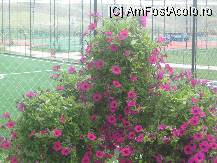 [P09] In fata terenurilor de fotbal si tenis, se afla multe flori » foto by dorgo
 - 
<span class="allrVoted glyphicon glyphicon-heart hidden" id="av111689"></span>
<a class="m-l-10 hidden" id="sv111689" onclick="voting_Foto_DelVot(,111689,6744)" role="button">șterge vot <span class="glyphicon glyphicon-remove"></span></a>
<a id="v9111689" class=" c-red"  onclick="voting_Foto_SetVot(111689)" role="button"><span class="glyphicon glyphicon-heart-empty"></span> <b>LIKE</b> = Votează poza</a> <img class="hidden"  id="f111689W9" src="/imagini/loader.gif" border="0" /><span class="AjErrMes hidden" id="e111689ErM"></span>