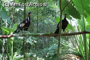 [P10] Foz do Iguaçu, Parcul Păsărilor, Grădina Curassaws, Curassow cu față goală » foto by mprofeanu
 - 
<span class="allrVoted glyphicon glyphicon-heart hidden" id="av1158740"></span>
<a class="m-l-10 hidden" id="sv1158740" onclick="voting_Foto_DelVot(,1158740,6751)" role="button">șterge vot <span class="glyphicon glyphicon-remove"></span></a>
<a id="v91158740" class=" c-red"  onclick="voting_Foto_SetVot(1158740)" role="button"><span class="glyphicon glyphicon-heart-empty"></span> <b>LIKE</b> = Votează poza</a> <img class="hidden"  id="f1158740W9" src="/imagini/loader.gif" border="0" /><span class="AjErrMes hidden" id="e1158740ErM"></span>