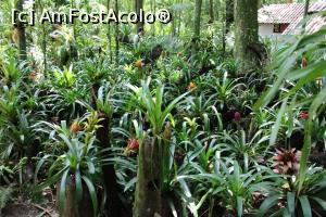 [P08] Foz do Iguaçu, Parcul Păsărilor, Bromelii în floare în habitatul lor natural » foto by mprofeanu
 - 
<span class="allrVoted glyphicon glyphicon-heart hidden" id="av1158738"></span>
<a class="m-l-10 hidden" id="sv1158738" onclick="voting_Foto_DelVot(,1158738,6751)" role="button">șterge vot <span class="glyphicon glyphicon-remove"></span></a>
<a id="v91158738" class=" c-red"  onclick="voting_Foto_SetVot(1158738)" role="button"><span class="glyphicon glyphicon-heart-empty"></span> <b>LIKE</b> = Votează poza</a> <img class="hidden"  id="f1158738W9" src="/imagini/loader.gif" border="0" /><span class="AjErrMes hidden" id="e1158738ErM"></span>