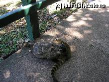 [P02] o femela cu puiul nasau-nasau » foto by grecudoina
 - 
<span class="allrVoted glyphicon glyphicon-heart hidden" id="av292368"></span>
<a class="m-l-10 hidden" id="sv292368" onclick="voting_Foto_DelVot(,292368,6751)" role="button">șterge vot <span class="glyphicon glyphicon-remove"></span></a>
<a id="v9292368" class=" c-red"  onclick="voting_Foto_SetVot(292368)" role="button"><span class="glyphicon glyphicon-heart-empty"></span> <b>LIKE</b> = Votează poza</a> <img class="hidden"  id="f292368W9" src="/imagini/loader.gif" border="0" /><span class="AjErrMes hidden" id="e292368ErM"></span>