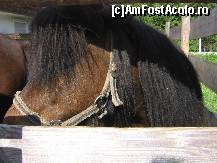 [P12] langa pensiune se gaseau cativa ponei prietenosi » foto by RalucaF
 - 
<span class="allrVoted glyphicon glyphicon-heart hidden" id="av112007"></span>
<a class="m-l-10 hidden" id="sv112007" onclick="voting_Foto_DelVot(,112007,6839)" role="button">șterge vot <span class="glyphicon glyphicon-remove"></span></a>
<a id="v9112007" class=" c-red"  onclick="voting_Foto_SetVot(112007)" role="button"><span class="glyphicon glyphicon-heart-empty"></span> <b>LIKE</b> = Votează poza</a> <img class="hidden"  id="f112007W9" src="/imagini/loader.gif" border="0" /><span class="AjErrMes hidden" id="e112007ErM"></span>