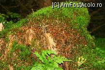 [P40]  -- <small>// FĂRĂ DESCRIERE</small> » foto by mirelab
 - 
<span class="allrVoted glyphicon glyphicon-heart hidden" id="av112371"></span>
<a class="m-l-10 hidden" id="sv112371" onclick="voting_Foto_DelVot(,112371,6845)" role="button">șterge vot <span class="glyphicon glyphicon-remove"></span></a>
<a id="v9112371" class=" c-red"  onclick="voting_Foto_SetVot(112371)" role="button"><span class="glyphicon glyphicon-heart-empty"></span> <b>LIKE</b> = Votează poza</a> <img class="hidden"  id="f112371W9" src="/imagini/loader.gif" border="0" /><span class="AjErrMes hidden" id="e112371ErM"></span>