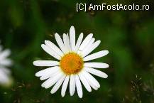 [P41] Ne-a zambit prietenoasa de pe marginea drumului » foto by mirelab
 - 
<span class="allrVoted glyphicon glyphicon-heart hidden" id="av112372"></span>
<a class="m-l-10 hidden" id="sv112372" onclick="voting_Foto_DelVot(,112372,6845)" role="button">șterge vot <span class="glyphicon glyphicon-remove"></span></a>
<a id="v9112372" class=" c-red"  onclick="voting_Foto_SetVot(112372)" role="button"><span class="glyphicon glyphicon-heart-empty"></span> <b>LIKE</b> = Votează poza</a> <img class="hidden"  id="f112372W9" src="/imagini/loader.gif" border="0" /><span class="AjErrMes hidden" id="e112372ErM"></span>