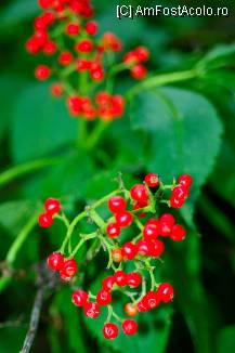 [P44]  -- <small>// FĂRĂ DESCRIERE</small> » foto by mirelab
 - 
<span class="allrVoted glyphicon glyphicon-heart hidden" id="av112379"></span>
<a class="m-l-10 hidden" id="sv112379" onclick="voting_Foto_DelVot(,112379,6845)" role="button">șterge vot <span class="glyphicon glyphicon-remove"></span></a>
<a id="v9112379" class=" c-red"  onclick="voting_Foto_SetVot(112379)" role="button"><span class="glyphicon glyphicon-heart-empty"></span> <b>LIKE</b> = Votează poza</a> <img class="hidden"  id="f112379W9" src="/imagini/loader.gif" border="0" /><span class="AjErrMes hidden" id="e112379ErM"></span>