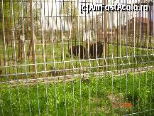 [P07] gradina zoologica de la Ramnicu Valcea » foto by cod
 - 
<span class="allrVoted glyphicon glyphicon-heart hidden" id="av133696"></span>
<a class="m-l-10 hidden" id="sv133696" onclick="voting_Foto_DelVot(,133696,6847)" role="button">șterge vot <span class="glyphicon glyphicon-remove"></span></a>
<a id="v9133696" class=" c-red"  onclick="voting_Foto_SetVot(133696)" role="button"><span class="glyphicon glyphicon-heart-empty"></span> <b>LIKE</b> = Votează poza</a> <img class="hidden"  id="f133696W9" src="/imagini/loader.gif" border="0" /><span class="AjErrMes hidden" id="e133696ErM"></span>
