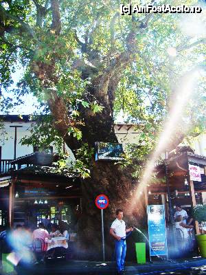 [P04] Platanul de la Panagia.  » foto by Juno
 - 
<span class="allrVoted glyphicon glyphicon-heart hidden" id="av453423"></span>
<a class="m-l-10 hidden" id="sv453423" onclick="voting_Foto_DelVot(,453423,6854)" role="button">șterge vot <span class="glyphicon glyphicon-remove"></span></a>
<a id="v9453423" class=" c-red"  onclick="voting_Foto_SetVot(453423)" role="button"><span class="glyphicon glyphicon-heart-empty"></span> <b>LIKE</b> = Votează poza</a> <img class="hidden"  id="f453423W9" src="/imagini/loader.gif" border="0" /><span class="AjErrMes hidden" id="e453423ErM"></span>