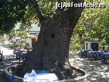 [P13] Platan secular » foto by irinuca*
 - 
<span class="allrVoted glyphicon glyphicon-heart hidden" id="av149990"></span>
<a class="m-l-10 hidden" id="sv149990" onclick="voting_Foto_DelVot(,149990,6854)" role="button">șterge vot <span class="glyphicon glyphicon-remove"></span></a>
<a id="v9149990" class=" c-red"  onclick="voting_Foto_SetVot(149990)" role="button"><span class="glyphicon glyphicon-heart-empty"></span> <b>LIKE</b> = Votează poza</a> <img class="hidden"  id="f149990W9" src="/imagini/loader.gif" border="0" /><span class="AjErrMes hidden" id="e149990ErM"></span>