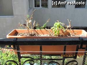 [P05] Era cate un ghiveci pe fiecare balcon, in aceleasi conditii. Am sesizat abia la sfarsitul sederii o foaie la receptie unde eram rugati sa udam florile seara, pentru a nu fi deranjati de menajera.  » foto by fra
 - 
<span class="allrVoted glyphicon glyphicon-heart hidden" id="av470342"></span>
<a class="m-l-10 hidden" id="sv470342" onclick="voting_Foto_DelVot(,470342,6897)" role="button">șterge vot <span class="glyphicon glyphicon-remove"></span></a>
<a id="v9470342" class=" c-red"  onclick="voting_Foto_SetVot(470342)" role="button"><span class="glyphicon glyphicon-heart-empty"></span> <b>LIKE</b> = Votează poza</a> <img class="hidden"  id="f470342W9" src="/imagini/loader.gif" border="0" /><span class="AjErrMes hidden" id="e470342ErM"></span>