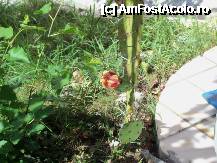 [P14] Alta floare de cactus . » foto by theo63
 - 
<span class="allrVoted glyphicon glyphicon-heart hidden" id="av244639"></span>
<a class="m-l-10 hidden" id="sv244639" onclick="voting_Foto_DelVot(,244639,6936)" role="button">șterge vot <span class="glyphicon glyphicon-remove"></span></a>
<a id="v9244639" class=" c-red"  onclick="voting_Foto_SetVot(244639)" role="button"><span class="glyphicon glyphicon-heart-empty"></span> <b>LIKE</b> = Votează poza</a> <img class="hidden"  id="f244639W9" src="/imagini/loader.gif" border="0" /><span class="AjErrMes hidden" id="e244639ErM"></span>