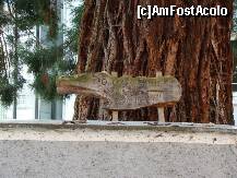 [P04] Da, e sequoia » foto by DanCld
 - 
<span class="allrVoted glyphicon glyphicon-heart hidden" id="av223179"></span>
<a class="m-l-10 hidden" id="sv223179" onclick="voting_Foto_DelVot(,223179,6968)" role="button">șterge vot <span class="glyphicon glyphicon-remove"></span></a>
<a id="v9223179" class=" c-red"  onclick="voting_Foto_SetVot(223179)" role="button"><span class="glyphicon glyphicon-heart-empty"></span> <b>LIKE</b> = Votează poza</a> <img class="hidden"  id="f223179W9" src="/imagini/loader.gif" border="0" /><span class="AjErrMes hidden" id="e223179ErM"></span>