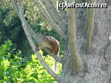 [P10] Aceeasi veverita.  » foto by poll
 - 
<span class="allrVoted glyphicon glyphicon-heart hidden" id="av428855"></span>
<a class="m-l-10 hidden" id="sv428855" onclick="voting_Foto_DelVot(,428855,7064)" role="button">șterge vot <span class="glyphicon glyphicon-remove"></span></a>
<a id="v9428855" class=" c-red"  onclick="voting_Foto_SetVot(428855)" role="button"><span class="glyphicon glyphicon-heart-empty"></span> <b>LIKE</b> = Votează poza</a> <img class="hidden"  id="f428855W9" src="/imagini/loader.gif" border="0" /><span class="AjErrMes hidden" id="e428855ErM"></span>