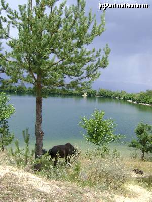 [P28] Lacul de langa statiune » foto by Testosu'
 - 
<span class="allrVoted glyphicon glyphicon-heart hidden" id="av666622"></span>
<a class="m-l-10 hidden" id="sv666622" onclick="voting_Foto_DelVot(,666622,7111)" role="button">șterge vot <span class="glyphicon glyphicon-remove"></span></a>
<a id="v9666622" class=" c-red"  onclick="voting_Foto_SetVot(666622)" role="button"><span class="glyphicon glyphicon-heart-empty"></span> <b>LIKE</b> = Votează poza</a> <img class="hidden"  id="f666622W9" src="/imagini/loader.gif" border="0" /><span class="AjErrMes hidden" id="e666622ErM"></span>