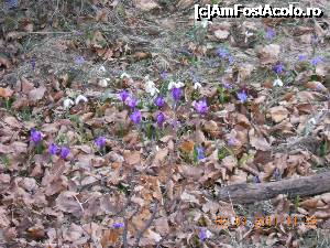 [P16] Branduse si ghiocei » foto by zlatna
 - 
<span class="allrVoted glyphicon glyphicon-heart hidden" id="av698598"></span>
<a class="m-l-10 hidden" id="sv698598" onclick="voting_Foto_DelVot(,698598,7135)" role="button">șterge vot <span class="glyphicon glyphicon-remove"></span></a>
<a id="v9698598" class=" c-red"  onclick="voting_Foto_SetVot(698598)" role="button"><span class="glyphicon glyphicon-heart-empty"></span> <b>LIKE</b> = Votează poza</a> <img class="hidden"  id="f698598W9" src="/imagini/loader.gif" border="0" /><span class="AjErrMes hidden" id="e698598ErM"></span>