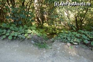 [P32] 'Găletuşele' Craiului - Cascada Căldărilor  / Fotografia este realizată de pe drumul forestier. În spate este muntele, spre stânga drumul urcă iar cascada este înainte, jos printre copaci şi vegetaţie. În mijlocul fotografiei se vede mica potecuţă ce coboară la cascadă.  » foto by Utube
 - 
<span class="allrVoted glyphicon glyphicon-heart hidden" id="av369518"></span>
<a class="m-l-10 hidden" id="sv369518" onclick="voting_Foto_DelVot(,369518,7135)" role="button">șterge vot <span class="glyphicon glyphicon-remove"></span></a>
<a id="v9369518" class=" c-red"  onclick="voting_Foto_SetVot(369518)" role="button"><span class="glyphicon glyphicon-heart-empty"></span> <b>LIKE</b> = Votează poza</a> <img class="hidden"  id="f369518W9" src="/imagini/loader.gif" border="0" /><span class="AjErrMes hidden" id="e369518ErM"></span>