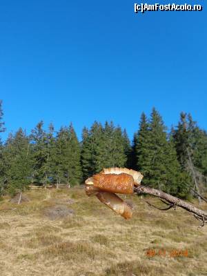 [P27]  -- <small>// FĂRĂ DESCRIERE</small> » foto by Alina Morar
 - 
<span class="allrVoted glyphicon glyphicon-heart hidden" id="av607220"></span>
<a class="m-l-10 hidden" id="sv607220" onclick="voting_Foto_DelVot(,607220,7135)" role="button">șterge vot <span class="glyphicon glyphicon-remove"></span></a>
<a id="v9607220" class=" c-red"  onclick="voting_Foto_SetVot(607220)" role="button"><span class="glyphicon glyphicon-heart-empty"></span> <b>LIKE</b> = Votează poza</a> <img class="hidden"  id="f607220W9" src="/imagini/loader.gif" border="0" /><span class="AjErrMes hidden" id="e607220ErM"></span>