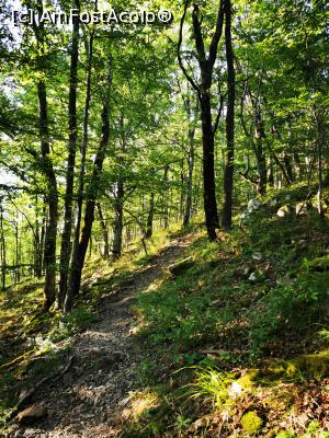 [P14] Coborâre prin pădure » foto by cata2106
 - 
<span class="allrVoted glyphicon glyphicon-heart hidden" id="av1188316"></span>
<a class="m-l-10 hidden" id="sv1188316" onclick="voting_Foto_DelVot(,1188316,7135)" role="button">șterge vot <span class="glyphicon glyphicon-remove"></span></a>
<a id="v91188316" class=" c-red"  onclick="voting_Foto_SetVot(1188316)" role="button"><span class="glyphicon glyphicon-heart-empty"></span> <b>LIKE</b> = Votează poza</a> <img class="hidden"  id="f1188316W9" src="/imagini/loader.gif" border="0" /><span class="AjErrMes hidden" id="e1188316ErM"></span>