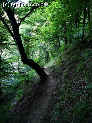 [P27] Poteca prin pădure » foto by cata2106
 - 
<span class="allrVoted glyphicon glyphicon-heart hidden" id="av1188329"></span>
<a class="m-l-10 hidden" id="sv1188329" onclick="voting_Foto_DelVot(,1188329,7135)" role="button">șterge vot <span class="glyphicon glyphicon-remove"></span></a>
<a id="v91188329" class=" c-red"  onclick="voting_Foto_SetVot(1188329)" role="button"><span class="glyphicon glyphicon-heart-empty"></span> <b>LIKE</b> = Votează poza</a> <img class="hidden"  id="f1188329W9" src="/imagini/loader.gif" border="0" /><span class="AjErrMes hidden" id="e1188329ErM"></span>