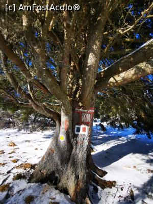 [P32] Marcajul galben » foto by cata2106
 - 
<span class="allrVoted glyphicon glyphicon-heart hidden" id="av1213958"></span>
<a class="m-l-10 hidden" id="sv1213958" onclick="voting_Foto_DelVot(,1213958,7135)" role="button">șterge vot <span class="glyphicon glyphicon-remove"></span></a>
<a id="v91213958" class=" c-red"  onclick="voting_Foto_SetVot(1213958)" role="button"><span class="glyphicon glyphicon-heart-empty"></span> <b>LIKE</b> = Votează poza</a> <img class="hidden"  id="f1213958W9" src="/imagini/loader.gif" border="0" /><span class="AjErrMes hidden" id="e1213958ErM"></span>