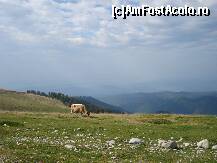 [P36] Transalpina august 2011 » foto by ionescunic
 - 
<span class="allrVoted glyphicon glyphicon-heart hidden" id="av295659"></span>
<a class="m-l-10 hidden" id="sv295659" onclick="voting_Foto_DelVot(,295659,7149)" role="button">șterge vot <span class="glyphicon glyphicon-remove"></span></a>
<a id="v9295659" class=" c-red"  onclick="voting_Foto_SetVot(295659)" role="button"><span class="glyphicon glyphicon-heart-empty"></span> <b>LIKE</b> = Votează poza</a> <img class="hidden"  id="f295659W9" src="/imagini/loader.gif" border="0" /><span class="AjErrMes hidden" id="e295659ErM"></span>