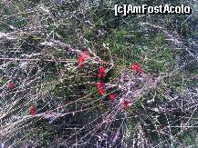 [P07] Transalpina - din flora alpină. » foto by Dragoș_MD
 - 
<span class="allrVoted glyphicon glyphicon-heart hidden" id="av246453"></span>
<a class="m-l-10 hidden" id="sv246453" onclick="voting_Foto_DelVot(,246453,7149)" role="button">șterge vot <span class="glyphicon glyphicon-remove"></span></a>
<a id="v9246453" class=" c-red"  onclick="voting_Foto_SetVot(246453)" role="button"><span class="glyphicon glyphicon-heart-empty"></span> <b>LIKE</b> = Votează poza</a> <img class="hidden"  id="f246453W9" src="/imagini/loader.gif" border="0" /><span class="AjErrMes hidden" id="e246453ErM"></span>