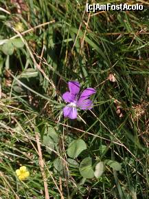 [P08] Transalpina - din flora alpină. » foto by Dragoș_MD
 - 
<span class="allrVoted glyphicon glyphicon-heart hidden" id="av246454"></span>
<a class="m-l-10 hidden" id="sv246454" onclick="voting_Foto_DelVot(,246454,7149)" role="button">șterge vot <span class="glyphicon glyphicon-remove"></span></a>
<a id="v9246454" class=" c-red"  onclick="voting_Foto_SetVot(246454)" role="button"><span class="glyphicon glyphicon-heart-empty"></span> <b>LIKE</b> = Votează poza</a> <img class="hidden"  id="f246454W9" src="/imagini/loader.gif" border="0" /><span class="AjErrMes hidden" id="e246454ErM"></span>
