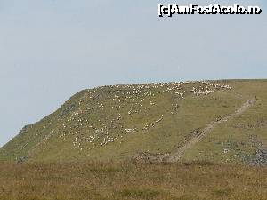 [P17] Turma de mioare creând un desen unic.  » foto by DanTal74
 - 
<span class="allrVoted glyphicon glyphicon-heart hidden" id="av702419"></span>
<a class="m-l-10 hidden" id="sv702419" onclick="voting_Foto_DelVot(,702419,7149)" role="button">șterge vot <span class="glyphicon glyphicon-remove"></span></a>
<a id="v9702419" class=" c-red"  onclick="voting_Foto_SetVot(702419)" role="button"><span class="glyphicon glyphicon-heart-empty"></span> <b>LIKE</b> = Votează poza</a> <img class="hidden"  id="f702419W9" src="/imagini/loader.gif" border="0" /><span class="AjErrMes hidden" id="e702419ErM"></span>