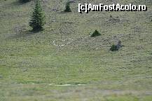 [P10] Transalpina. Declarație de dragoste.  » foto by unq
 - 
<span class="allrVoted glyphicon glyphicon-heart hidden" id="av447683"></span>
<a class="m-l-10 hidden" id="sv447683" onclick="voting_Foto_DelVot(,447683,7149)" role="button">șterge vot <span class="glyphicon glyphicon-remove"></span></a>
<a id="v9447683" class=" c-red"  onclick="voting_Foto_SetVot(447683)" role="button"><span class="glyphicon glyphicon-heart-empty"></span> <b>LIKE</b> = Votează poza</a> <img class="hidden"  id="f447683W9" src="/imagini/loader.gif" border="0" /><span class="AjErrMes hidden" id="e447683ErM"></span>