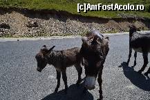 [P13] Transalpina, din ciclul ce mai întâlnim pe drumurile patriei.  » foto by unq
 - 
<span class="allrVoted glyphicon glyphicon-heart hidden" id="av447841"></span>
<a class="m-l-10 hidden" id="sv447841" onclick="voting_Foto_DelVot(,447841,7149)" role="button">șterge vot <span class="glyphicon glyphicon-remove"></span></a>
<a id="v9447841" class=" c-red"  onclick="voting_Foto_SetVot(447841)" role="button"><span class="glyphicon glyphicon-heart-empty"></span> <b>LIKE</b> = Votează poza</a> <img class="hidden"  id="f447841W9" src="/imagini/loader.gif" border="0" /><span class="AjErrMes hidden" id="e447841ErM"></span>