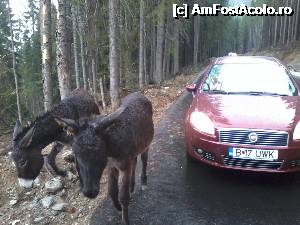 [P06] ... cu măgăruşii pe Transalpina.  » foto by dinţosul
 - 
<span class="allrVoted glyphicon glyphicon-heart hidden" id="av368278"></span>
<a class="m-l-10 hidden" id="sv368278" onclick="voting_Foto_DelVot(,368278,7149)" role="button">șterge vot <span class="glyphicon glyphicon-remove"></span></a>
<a id="v9368278" class=" c-red"  onclick="voting_Foto_SetVot(368278)" role="button"><span class="glyphicon glyphicon-heart-empty"></span> <b>LIKE</b> = Votează poza</a> <img class="hidden"  id="f368278W9" src="/imagini/loader.gif" border="0" /><span class="AjErrMes hidden" id="e368278ErM"></span>