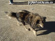 [P08] acesta era ghidul statiunii si s-a imprietenit cu baiatul cel mic caruia ia spus cum sta treaba pe aici » foto by vio_andu_gaby
 - 
<span class="allrVoted glyphicon glyphicon-heart hidden" id="av233586"></span>
<a class="m-l-10 hidden" id="sv233586" onclick="voting_Foto_DelVot(,233586,7149)" role="button">șterge vot <span class="glyphicon glyphicon-remove"></span></a>
<a id="v9233586" class=" c-red"  onclick="voting_Foto_SetVot(233586)" role="button"><span class="glyphicon glyphicon-heart-empty"></span> <b>LIKE</b> = Votează poza</a> <img class="hidden"  id="f233586W9" src="/imagini/loader.gif" border="0" /><span class="AjErrMes hidden" id="e233586ErM"></span>