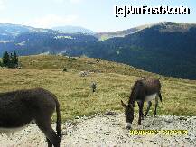 [P40]  -- <small>// FĂRĂ DESCRIERE</small> » foto by adryana
 - 
<span class="allrVoted glyphicon glyphicon-heart hidden" id="av250885"></span>
<a class="m-l-10 hidden" id="sv250885" onclick="voting_Foto_DelVot(,250885,7149)" role="button">șterge vot <span class="glyphicon glyphicon-remove"></span></a>
<a id="v9250885" class=" c-red"  onclick="voting_Foto_SetVot(250885)" role="button"><span class="glyphicon glyphicon-heart-empty"></span> <b>LIKE</b> = Votează poza</a> <img class="hidden"  id="f250885W9" src="/imagini/loader.gif" border="0" /><span class="AjErrMes hidden" id="e250885ErM"></span>