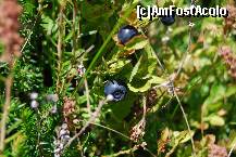 [P17] Mmmm, muntele era plin de afine! » foto by gregorio
 - 
<span class="allrVoted glyphicon glyphicon-heart hidden" id="av245898"></span>
<a class="m-l-10 hidden" id="sv245898" onclick="voting_Foto_DelVot(,245898,7149)" role="button">șterge vot <span class="glyphicon glyphicon-remove"></span></a>
<a id="v9245898" class=" c-red"  onclick="voting_Foto_SetVot(245898)" role="button"><span class="glyphicon glyphicon-heart-empty"></span> <b>LIKE</b> = Votează poza</a> <img class="hidden"  id="f245898W9" src="/imagini/loader.gif" border="0" /><span class="AjErrMes hidden" id="e245898ErM"></span>