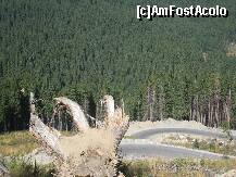 [P04] Drumul pana la Obarsia Lotrului e verde,verde,verde... » foto by giglia
 - 
<span class="allrVoted glyphicon glyphicon-heart hidden" id="av253559"></span>
<a class="m-l-10 hidden" id="sv253559" onclick="voting_Foto_DelVot(,253559,7149)" role="button">șterge vot <span class="glyphicon glyphicon-remove"></span></a>
<a id="v9253559" class=" c-red"  onclick="voting_Foto_SetVot(253559)" role="button"><span class="glyphicon glyphicon-heart-empty"></span> <b>LIKE</b> = Votează poza</a> <img class="hidden"  id="f253559W9" src="/imagini/loader.gif" border="0" /><span class="AjErrMes hidden" id="e253559ErM"></span>