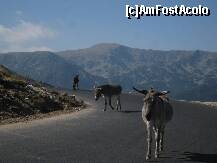 [P05] Magarusii deja celebrii de la TV, parca ne-ar intreba: de ce nu ne lasati sa ne facem linistiti siesta?! » foto by giglia
 - 
<span class="allrVoted glyphicon glyphicon-heart hidden" id="av253560"></span>
<a class="m-l-10 hidden" id="sv253560" onclick="voting_Foto_DelVot(,253560,7149)" role="button">șterge vot <span class="glyphicon glyphicon-remove"></span></a>
<a id="v9253560" class=" c-red"  onclick="voting_Foto_SetVot(253560)" role="button"><span class="glyphicon glyphicon-heart-empty"></span> <b>LIKE</b> = Votează poza</a> <img class="hidden"  id="f253560W9" src="/imagini/loader.gif" border="0" /><span class="AjErrMes hidden" id="e253560ErM"></span>