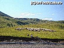 [P50] Transalpina : tablou rustic și adevărat cu o turmă de oi și o ciobăniță autentică ! » foto by mariana.olaru
 - 
<span class="allrVoted glyphicon glyphicon-heart hidden" id="av228939"></span>
<a class="m-l-10 hidden" id="sv228939" onclick="voting_Foto_DelVot(,228939,7149)" role="button">șterge vot <span class="glyphicon glyphicon-remove"></span></a>
<a id="v9228939" class=" c-red"  onclick="voting_Foto_SetVot(228939)" role="button"><span class="glyphicon glyphicon-heart-empty"></span> <b>LIKE</b> = Votează poza</a> <img class="hidden"  id="f228939W9" src="/imagini/loader.gif" border="0" /><span class="AjErrMes hidden" id="e228939ErM"></span>
