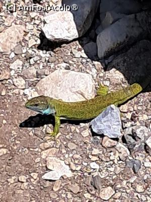[P08] guster curios, Valbona Pass » foto by raducondurache
 - 
<span class="allrVoted glyphicon glyphicon-heart hidden" id="av1496012"></span>
<a class="m-l-10 hidden" id="sv1496012" onclick="voting_Foto_DelVot(,1496012,7202)" role="button">șterge vot <span class="glyphicon glyphicon-remove"></span></a>
<a id="v91496012" class=" c-red"  onclick="voting_Foto_SetVot(1496012)" role="button"><span class="glyphicon glyphicon-heart-empty"></span> <b>LIKE</b> = Votează poza</a> <img class="hidden"  id="f1496012W9" src="/imagini/loader.gif" border="0" /><span class="AjErrMes hidden" id="e1496012ErM"></span>