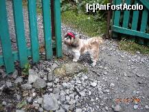 [P11] Ce faceti? Veniti odata? » foto by Alina Morar
 - 
<span class="allrVoted glyphicon glyphicon-heart hidden" id="av128518"></span>
<a class="m-l-10 hidden" id="sv128518" onclick="voting_Foto_DelVot(,128518,7213)" role="button">șterge vot <span class="glyphicon glyphicon-remove"></span></a>
<a id="v9128518" class=" c-red"  onclick="voting_Foto_SetVot(128518)" role="button"><span class="glyphicon glyphicon-heart-empty"></span> <b>LIKE</b> = Votează poza</a> <img class="hidden"  id="f128518W9" src="/imagini/loader.gif" border="0" /><span class="AjErrMes hidden" id="e128518ErM"></span>