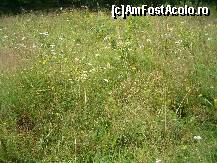[P18] Flori de camp, iarba a crescut mare si datorita ploilor numeroase de anul acesta... » foto by dartax
 - 
<span class="allrVoted glyphicon glyphicon-heart hidden" id="av133097"></span>
<a class="m-l-10 hidden" id="sv133097" onclick="voting_Foto_DelVot(,133097,7213)" role="button">șterge vot <span class="glyphicon glyphicon-remove"></span></a>
<a id="v9133097" class=" c-red"  onclick="voting_Foto_SetVot(133097)" role="button"><span class="glyphicon glyphicon-heart-empty"></span> <b>LIKE</b> = Votează poza</a> <img class="hidden"  id="f133097W9" src="/imagini/loader.gif" border="0" /><span class="AjErrMes hidden" id="e133097ErM"></span>