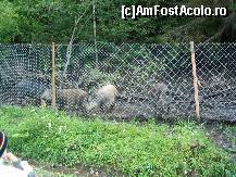 [P07] In drum, pe Valea Agastaului, privim porcii mistreti... » foto by dartax
 - 
<span class="allrVoted glyphicon glyphicon-heart hidden" id="av133068"></span>
<a class="m-l-10 hidden" id="sv133068" onclick="voting_Foto_DelVot(,133068,7213)" role="button">șterge vot <span class="glyphicon glyphicon-remove"></span></a>
<a id="v9133068" class=" c-red"  onclick="voting_Foto_SetVot(133068)" role="button"><span class="glyphicon glyphicon-heart-empty"></span> <b>LIKE</b> = Votează poza</a> <img class="hidden"  id="f133068W9" src="/imagini/loader.gif" border="0" /><span class="AjErrMes hidden" id="e133068ErM"></span>