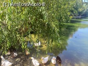 [P05] Rățuștele pe timpul zilei » foto by mnn
 - 
<span class="allrVoted glyphicon glyphicon-heart hidden" id="av1497495"></span>
<a class="m-l-10 hidden" id="sv1497495" onclick="voting_Foto_DelVot(,1497495,7401)" role="button">șterge vot <span class="glyphicon glyphicon-remove"></span></a>
<a id="v91497495" class=" c-red"  onclick="voting_Foto_SetVot(1497495)" role="button"><span class="glyphicon glyphicon-heart-empty"></span> <b>LIKE</b> = Votează poza</a> <img class="hidden"  id="f1497495W9" src="/imagini/loader.gif" border="0" /><span class="AjErrMes hidden" id="e1497495ErM"></span>