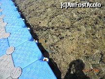 [P29] Pisica de mare langa ponton derutata de reflux » foto by bitnic
 - 
<span class="allrVoted glyphicon glyphicon-heart hidden" id="av136412"></span>
<a class="m-l-10 hidden" id="sv136412" onclick="voting_Foto_DelVot(,136412,7455)" role="button">șterge vot <span class="glyphicon glyphicon-remove"></span></a>
<a id="v9136412" class=" c-red"  onclick="voting_Foto_SetVot(136412)" role="button"><span class="glyphicon glyphicon-heart-empty"></span> <b>LIKE</b> = Votează poza</a> <img class="hidden"  id="f136412W9" src="/imagini/loader.gif" border="0" /><span class="AjErrMes hidden" id="e136412ErM"></span>