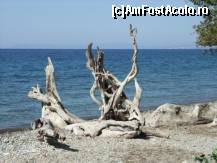 [P02] Imagine de pe malul marii din rezervatie. Tot pe aici erau si mistretii care cred ca sunt genul ursilor cersetori de la noi ca nu le era deloc frica de oameni. » foto by adighh
 - 
<span class="allrVoted glyphicon glyphicon-heart hidden" id="av136817"></span>
<a class="m-l-10 hidden" id="sv136817" onclick="voting_Foto_DelVot(,136817,7464)" role="button">șterge vot <span class="glyphicon glyphicon-remove"></span></a>
<a id="v9136817" class=" c-red"  onclick="voting_Foto_SetVot(136817)" role="button"><span class="glyphicon glyphicon-heart-empty"></span> <b>LIKE</b> = Votează poza</a> <img class="hidden"  id="f136817W9" src="/imagini/loader.gif" border="0" /><span class="AjErrMes hidden" id="e136817ErM"></span>
