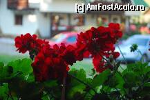 [P05] Muscatele » foto by elena_iasi
 - 
<span class="allrVoted glyphicon glyphicon-heart hidden" id="av252784"></span>
<a class="m-l-10 hidden" id="sv252784" onclick="voting_Foto_DelVot(,252784,7474)" role="button">șterge vot <span class="glyphicon glyphicon-remove"></span></a>
<a id="v9252784" class=" c-red"  onclick="voting_Foto_SetVot(252784)" role="button"><span class="glyphicon glyphicon-heart-empty"></span> <b>LIKE</b> = Votează poza</a> <img class="hidden"  id="f252784W9" src="/imagini/loader.gif" border="0" /><span class="AjErrMes hidden" id="e252784ErM"></span>
