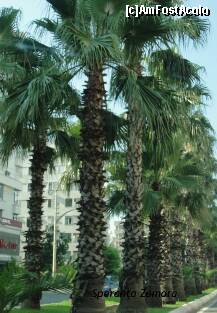 [P01] Antalya, în drum spre Lara » foto by spezam
 - 
<span class="allrVoted glyphicon glyphicon-heart hidden" id="av236820"></span>
<a class="m-l-10 hidden" id="sv236820" onclick="voting_Foto_DelVot(,236820,7501)" role="button">șterge vot <span class="glyphicon glyphicon-remove"></span></a>
<a id="v9236820" class=" c-red"  onclick="voting_Foto_SetVot(236820)" role="button"><span class="glyphicon glyphicon-heart-empty"></span> <b>LIKE</b> = Votează poza</a> <img class="hidden"  id="f236820W9" src="/imagini/loader.gif" border="0" /><span class="AjErrMes hidden" id="e236820ErM"></span>